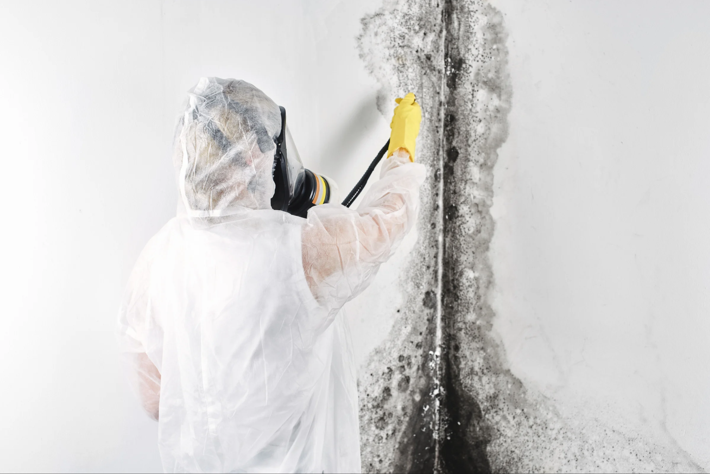 Mold Removal And Remediation